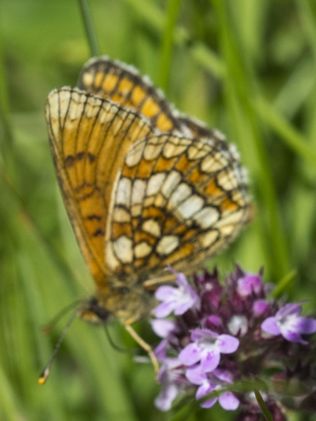 Melitaea varia? S